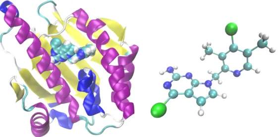 Figure 6 – N-terminale de Hsp90, avec un ligand à l’intérieur de sa cavité (structure PDB 5LR1), et la molécule