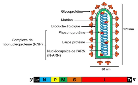 Figure 9 : Structure du VSV et organisation de son génome. Adaptée de (J. Li et Zhang 2012)