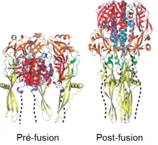 Figure 11 : Structure de la partie extracellulaire de la protéine VSV-G (trimère). Adaptée de 