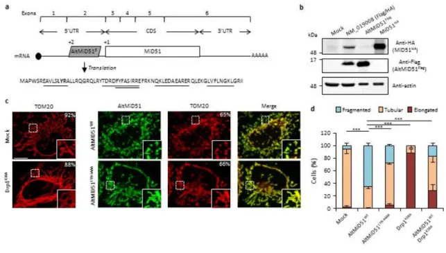 Fig. 3. AltMiD51 5’  is a novel mitochondrial fission factor. 