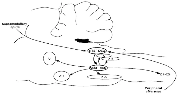 Figure  4  :  Organisation  du  centre  de  la déglutition  chez  le  rat.  Ce  &#34;centre&#34;  est  constitué  de  deux  groupes  d ’intem eurones  bulbaires  formant  le  groupe  dorsal  de  la  déglutition  (GDD  ou  DSG)  situé  dans  le  NTS  (noyau