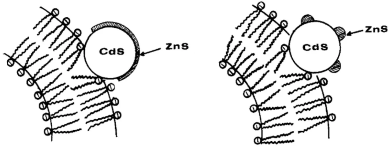 Figure 19 : Différents modèles de croissance de la couche de ZnS sur la particule de cœur de CdS :  (a) Modèle de croissance épitaxie ; (b) Modèle de croissance par îles
