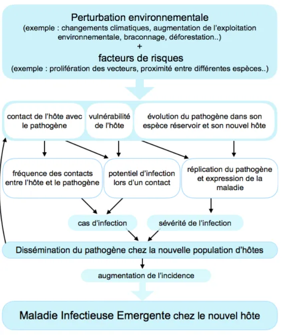 Figure 1 Représentation des relations entre facteurs de risques pouvant mener à l'émergence de maladies  infectieuses, adapté à partir de l'article [6]