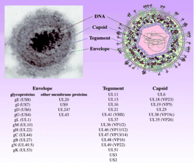 Figure 3 Structure détaillée du virion du PRV, et gènes codant les protéines constituant le virus (source [29]) 