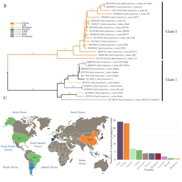 Figure  1.  1  History,  geographical  distribution,  and  diversity  of  full-length  PRV  infections