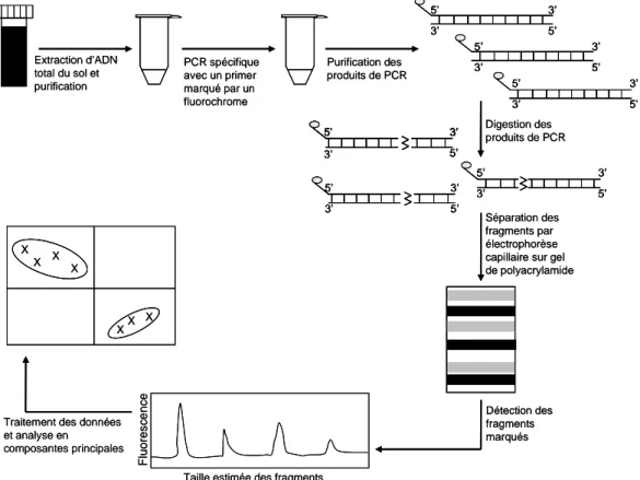 Figure 12 : Principe de l'analyse de la structure des communautés microbiennes du  sol par T-RFLP