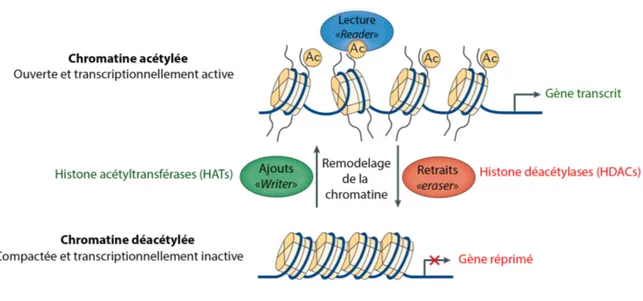 Figure 5 : L’acétylation et la déacétylation des queues des histones. Les modifications épigénétiques 