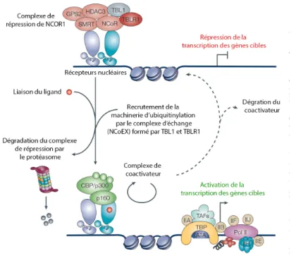 Figure  7 : Mécanisme d’échange des complexes de répression pour les complexes d’activation