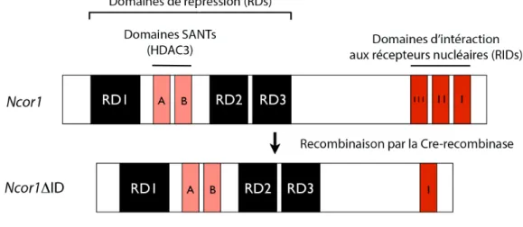 Figure  8 : Utilisation du modèle murin Ncor1 ∆ ID.  Le modèle NCOR1 ∆ ID  a été obtenu par 