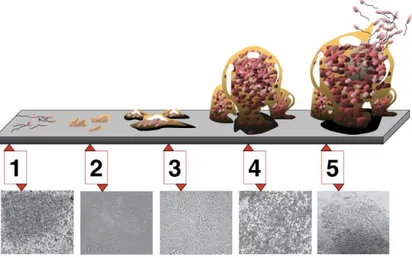 Figure 1.4. Étapes de formation d’un biofilm. (1) Adhésion initiale; (2) Attachement irréversible; (3) et (4) Maturation; (5)  Détachement