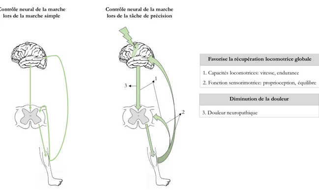 Figure 0.5. Hypothèses générales concernant les effets d’un entrainement de précision sur la 