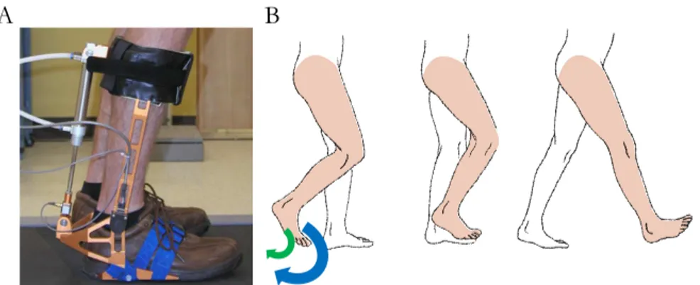 Figure  1.4.  Mesure  de  la  proprioception  à  la  cheville  pendant  la  marche.  A)  Orthèse 