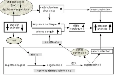 Figure 1-11 : Régulation de la pression artérielle par le système rénine-angiotensine-aldostérone  1.2.2.4 Angiogénèse dans la valve aortique :