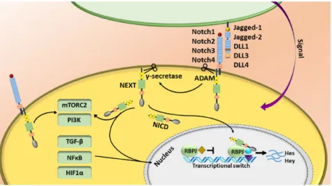 Figure 1-12 : La voie de signalisation canonique de NOTCH 182 . 