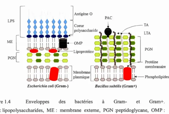 Figure  1.4  Enveloppes  des  bactéries  à  Gram- et 