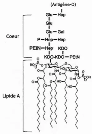 Figure  1.6  Structure  de  lipopolysaccharides d '  E.  coli.  Kdo ,  3-deoxy-D-manno-