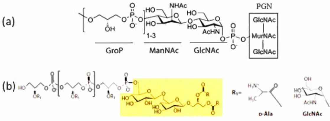 Figure  1.7  Stmcture  des  acides  téichoiques  (TA) composés  de  GroP-ManNAc-