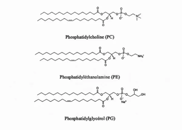 Figure  1 . 9  Phospholipides courants des membranes modèles bactériennes . 