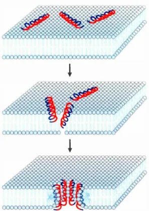 Figure  1 . 13  Modèle des pores toroïdaux.  (Brogden ,  2005), avec  pem1ission. 