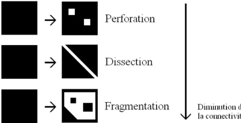 Figure 2.4  Processus spatiaux de fragmentation des habitats. Modifié de Lindenmayer  et Fisher (2006, p.17) 