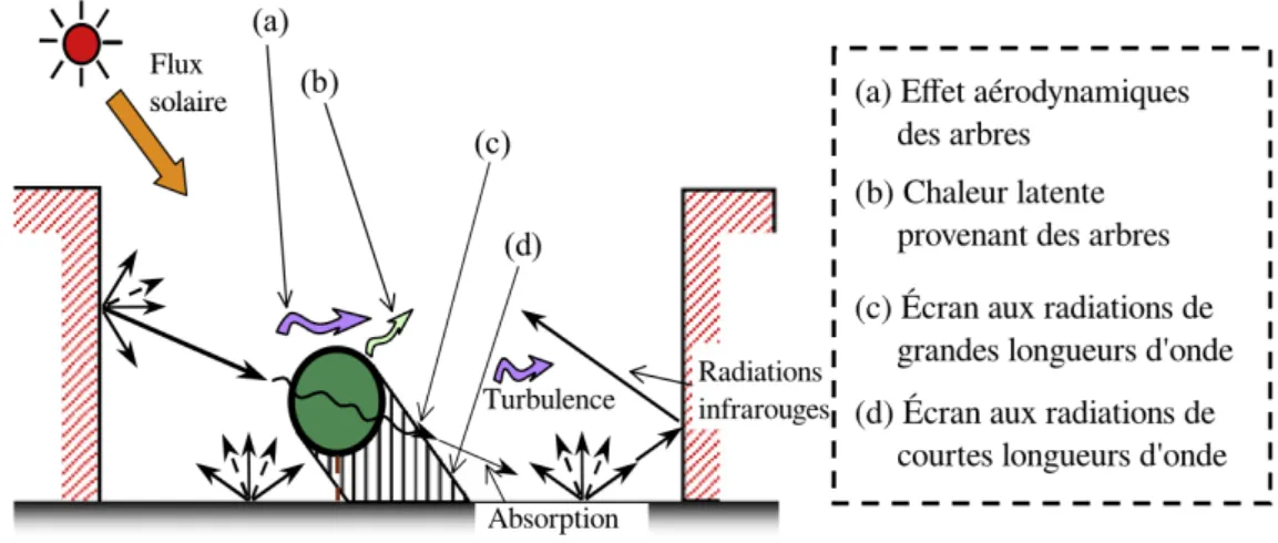 Figure 1.8 – Effets dynamiques et thermiques des arbres dans la canopée (d’après Mochida and Lun (2008)).