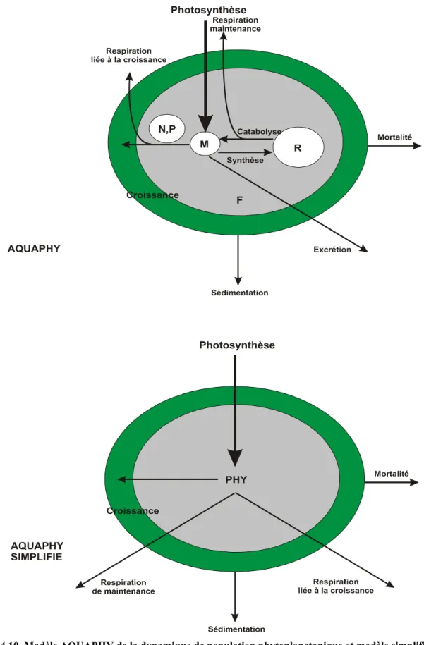 Figure 4.10. Modèle AQUAPHY de la dynamique de population phytoplanctonique et modèle simplifié mis en  œuvre dans SUBIEF 2D