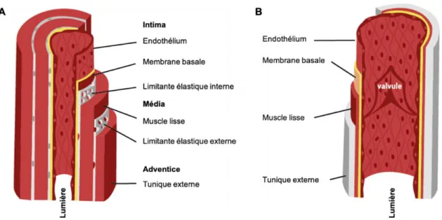 Figure  1.  Structure  de  la  paroi  vasculaire  des  vaisseaux.  A)  Structure  d’une  artère