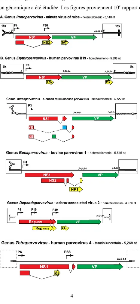Figure  1.2 :  Structure  générale  des  six  genres  de  la  sous-famille  des  Parvovirinae  dont 