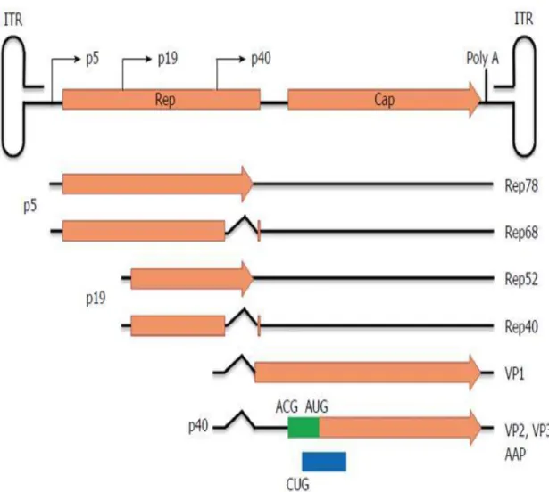 Figure 5 : Représentation schématique du génome des AAV. 