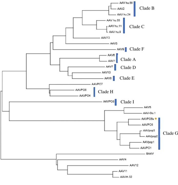 Figure 3.1.2- Arbre phylogénétique pour la comparaison des nouveaux AAV porcins 