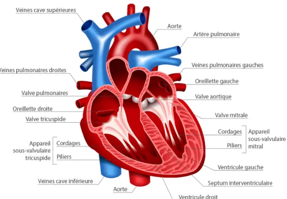 Figure 1.1 : Schéma anatomique du cœur humain en vue quatre chambres. Adapté de https://www.sante-sur-