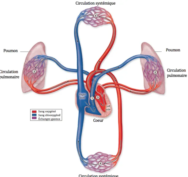 Figure 1.2: Système circulatoire sanguin. Adaptée de The Circulatory System, Mescher AL
