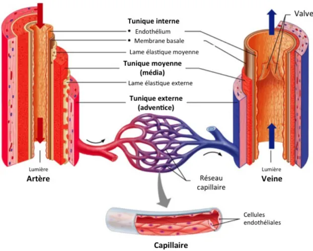Figure 1.3:  Structure des vaisseaux sanguins. Adaptée de Reisner HM. Pathology: A Modern Case Study;  2015