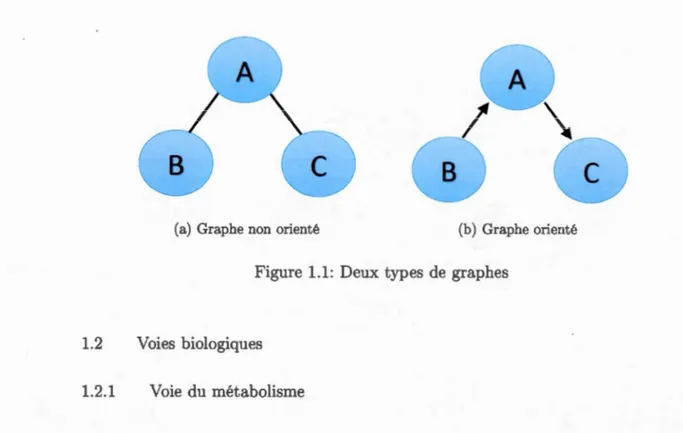 Figure  1.1:  Deux  types  de  graphes 