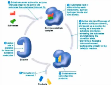 Figure  1.2:  Exemple  d'une  voie  métabolique  (Campbell et  Reece,  2005).  Les  sub- sub-strats  (molécule  rouge  et molécule  verte)  se  lient  à  l' enzyme  (protéine  mauve)  et  ils  sont  maintenus  en place par des  liaisons  faibles  comme  le