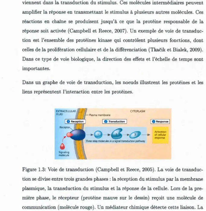 Figure  1.3:  Voie  de  transduction  (Campbell et Reece, 2005).  La voie  de  transduc- transduc-tion se  divise entre trois grandes phases : la réception du stimulus par la membrane  plasmique,  la transduction  du stimulus et la réponse  de  la cellule