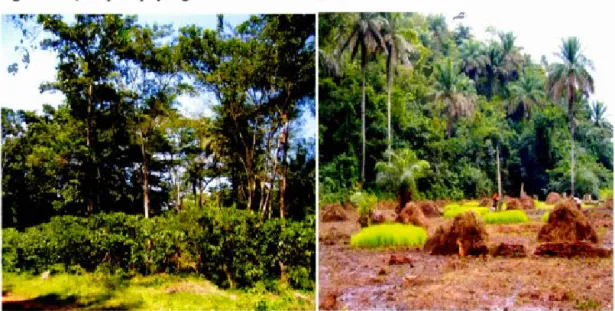 Figure 8.  Quelques paysages dans  la  zone SOGUIPAH 