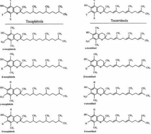 Fig u re  1.5:  Structure s  chimique s  de s  to co ph é rol s  et  d es  tocotri é nol s 