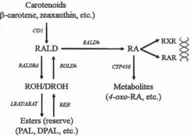 Figure  3.2:  Bas i c  ve rt e br a l e  r e tinoid  m e t a boli s m .  C O  1 ,  ca r o t e n o id s  oxyge n ase  1 ;  RALD ,  r et in a ld e h y d e ;  RA LORd ,  r e tin a l  r e du c t ase;  ROH ,  r e tin o l ;  DROH ,  d e h y d ro r e tinol ;  LRA