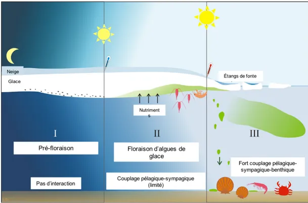 Figure  2.  Schéma  du  développement  des  algues  sympagiques  et  du  phytoplancton  durant  la  période hivernale (phase I), printanière (phase II) et estivale (phase III)