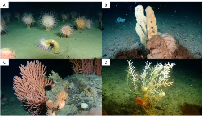 Figure 3. Exemples de structures biogéniques dans l'Arctique canadien. (A) Anémones de mer de  la famille des Hormathiidae; (B) éponge rainurée, Mycale (Mycale) lingua; (C) coraux des résédas, 