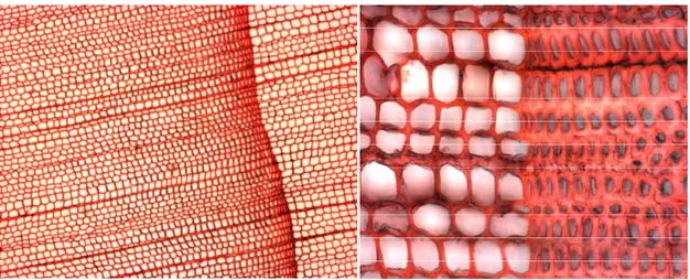 Figure 2.2. a) Exemple de transition graduelle du bois initial au bois final sur une  coupe transversale de Thuja occidentalis L