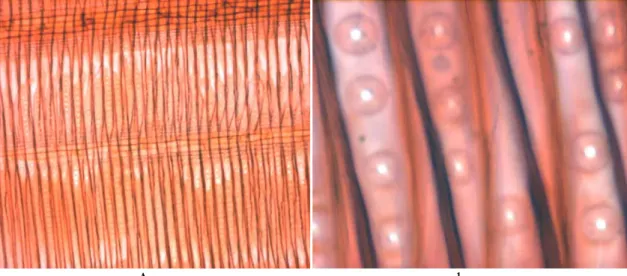 Figure 2.3. Coupe longitudinale radiale du bois initial de Pinus banksiana lamb. a) À  gauche, vue d’ensemble des trachéides et les rayons (éléments horizontaux)  communiquant par des ponctuations au niveau de champs de croisement (x5)