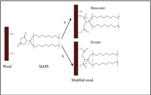 Figure 4.1. Model of the esterification reaction between wood fiber and maleic  anhydride polyethylene (Carlborn and Matuana, 2006)  