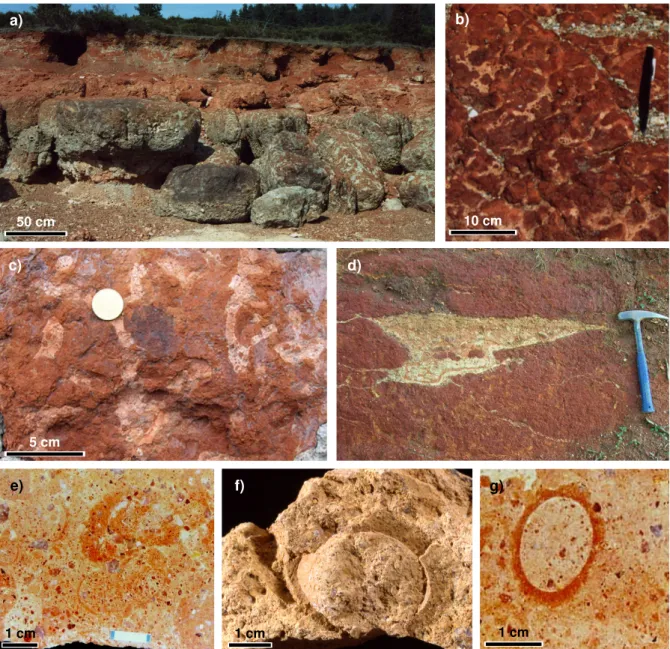 Figure  23  –  Bioturbations  des  grès  rouge  &#34;sidérolithiques&#34;.  a)  Niveau  gréseux  rouge  entièrement  bioturbé  par  des  terriers  de  termites à remplissage blanchi (Naussac, 48)