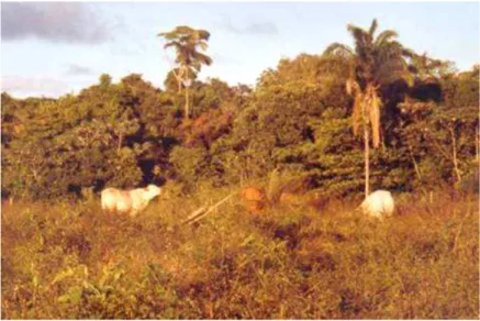 Figure  n°  28 :  Prairie  envahie  principalement  par  Mimosa  pudica  à  Macouria,  Guyane
