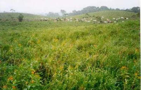 Figure n° 30 : Prairie en cours d’envahissement par  Asclepias curassavica et Spermacoce                                verticillata, à  Montsinéry, Guyane
