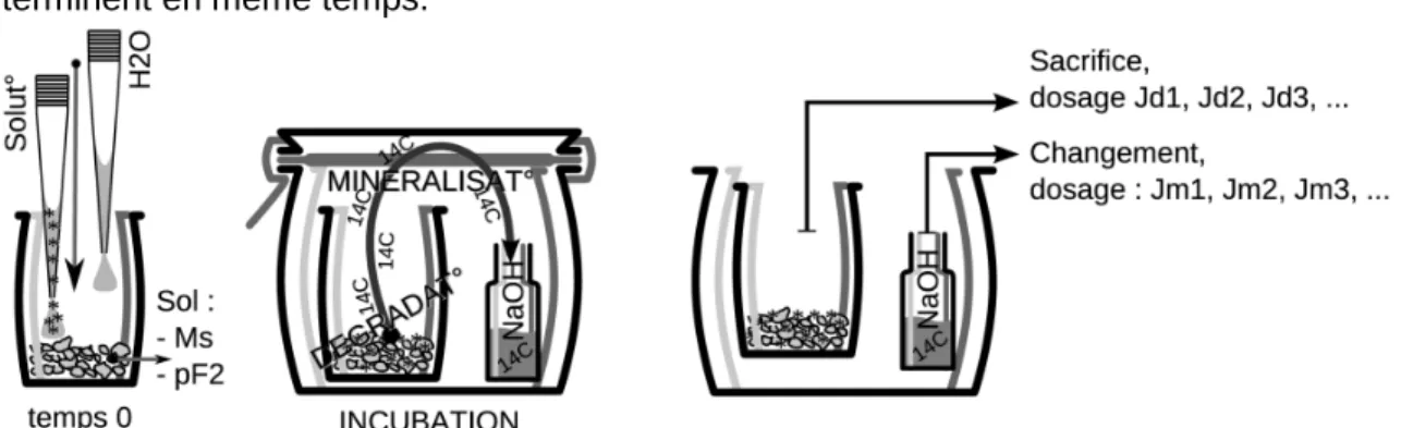 figure 31 – Incubation de sol avec une solution de  14 C isoproturon pour mesurer la cinétique  de dégradation et de minéralisation