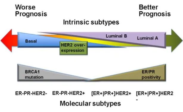 Figure 4: Patient outcome based on breast tumor intrinsic subtypes (Dai et al, 2015) 