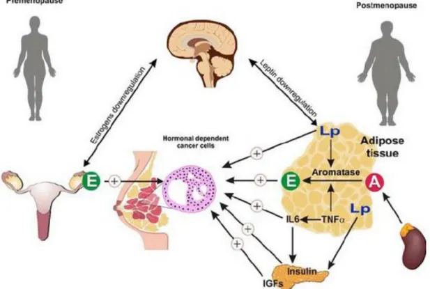 Figure  8:  Various  mechanisms  of  estrogen  dependence  for  hormone-related  breast  cancer  in  premenopausal  and  in  postmenopausal  women  (Abbreviations:  IGF,  insulin  growth  factor;  IL-6,  interleukin-6; TNF-α: tumor necrosis factor-α, E: Es